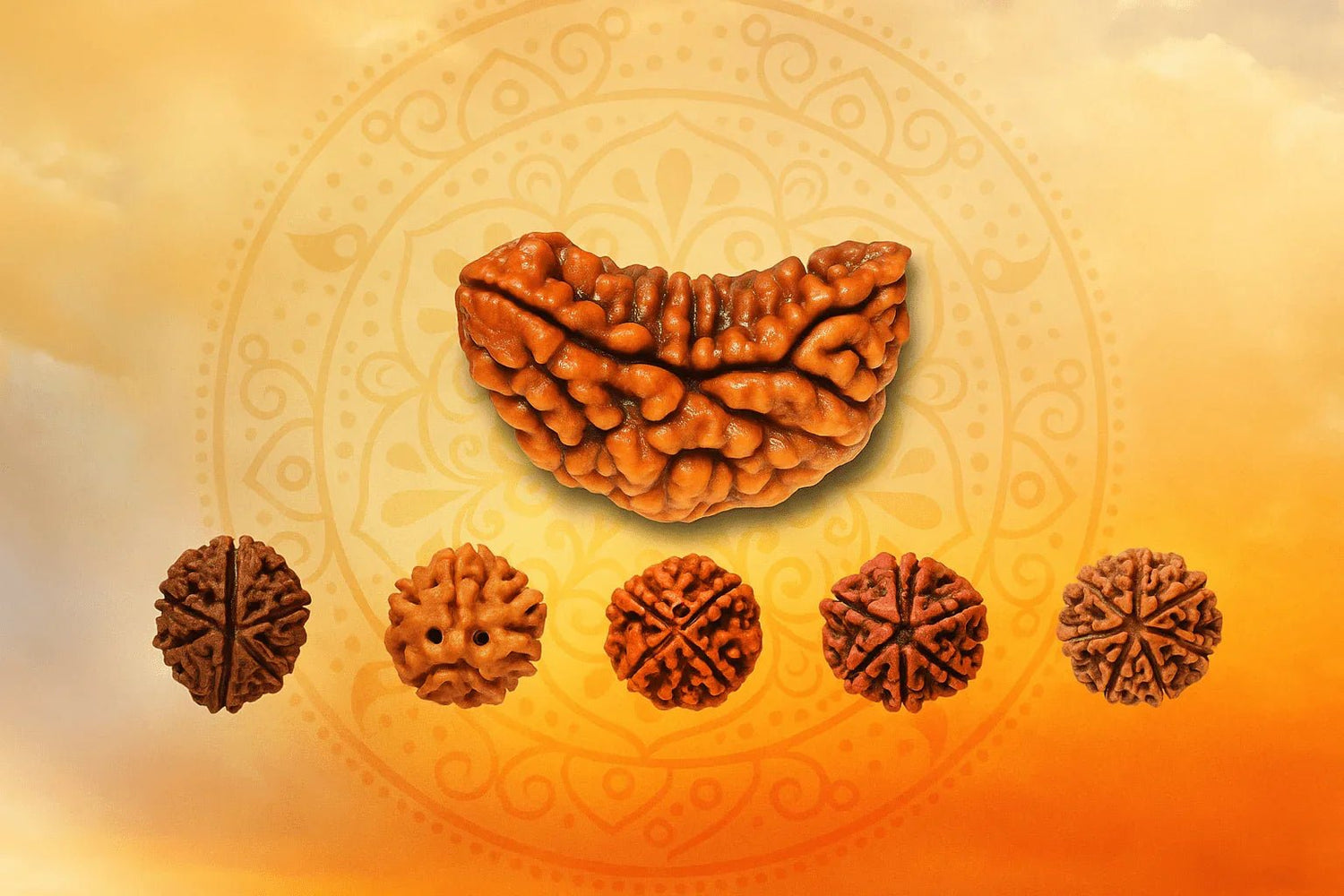 Nepali Rudraksha (1-14) - My Store