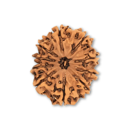 Authentic 10 Mukhi Nepali Rudraksha Bead (Certified) - Buy Online at My Store