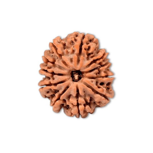 Authentic 11 Mukhi Nepali Rudraksha Bead (Certified) - Buy Online at My Store