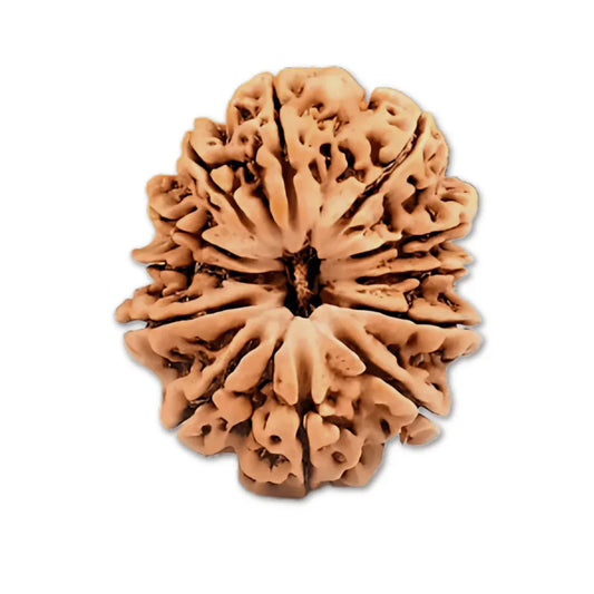 Authentic 12 Mukhi Nepali Rudraksha Bead (Certified) - Buy Online at My Store