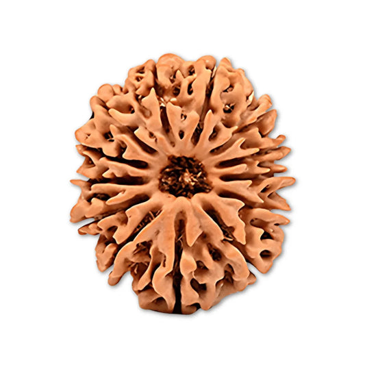 Authentic 13 Mukhi Nepali Rudraksha Bead (Certified) - Buy Online at My Store