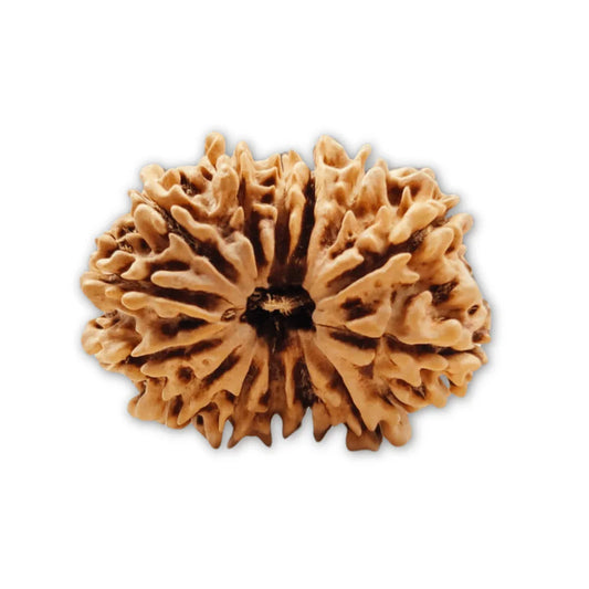 Authentic 14 Mukhi Nepali Rudraksha Bead (Certified) - Buy Online at My Store