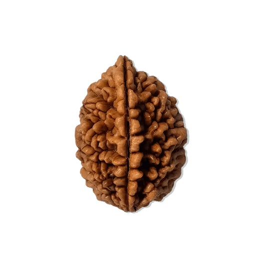 Authentic 2 Mukhi Nepali Rudraksha Bead (Certified) - Buy Online at My Store