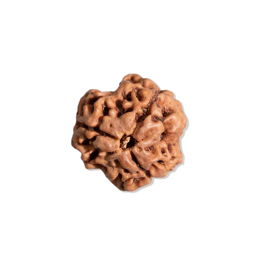 Authentic 3 Mukhi Nepali Rudraksha Bead (Certified) - Buy Online at My Store
