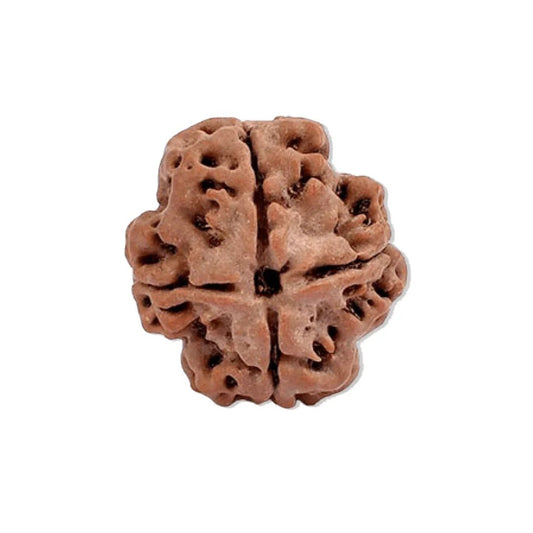 Authentic 4 Mukhi Nepali Rudraksha Bead (Certified) - Buy Online at My Store