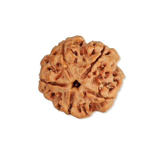 Authentic 5 Mukhi Nepali Rudraksha Bead (Certified) - Buy Online at My Store