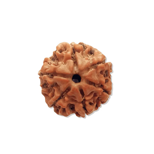 Authentic 6 Mukhi Nepali Rudraksha Bead (Certified) - Buy Online at My Store