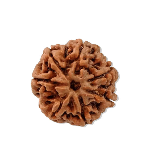 Authentic 7 Mukhi Nepali Rudraksha Bead (Certified) - Buy Online at My Store