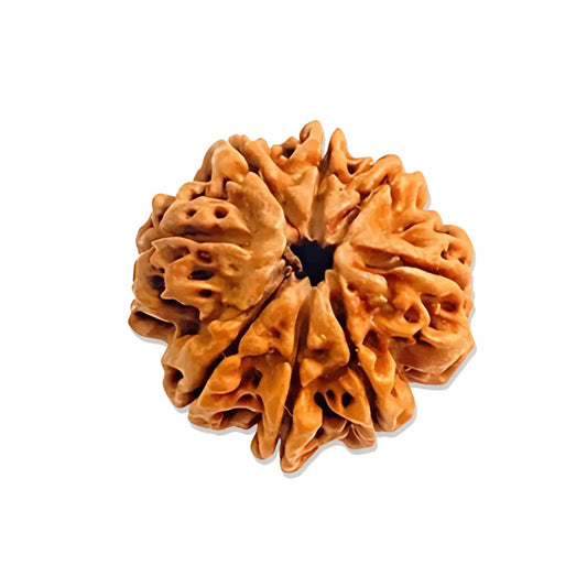 Authentic 8 Mukhi Nepali Rudraksha Bead (Certified) - Buy Online at My Store