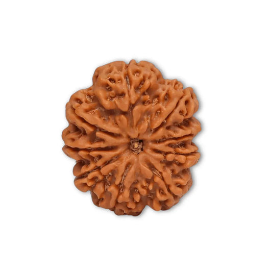 Authentic 9 Mukhi Nepali Rudraksha Bead (Certified) - Buy Online at My Store